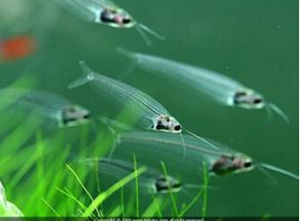 大囊錨首蟲 大囊錨首蟲