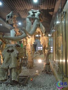 師氏劍齒象化石