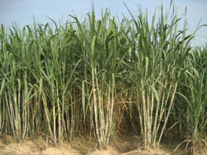 桂糖14號 桂糖14號