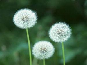 亞洲蒲公英 亞洲蒲公英
