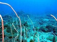 白蘆莖珊瑚 白蘆莖珊瑚