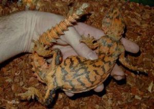 埃及刺尾蜥 埃及刺尾蜥