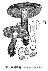 林緣口蘑 林緣口蘑