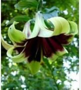 窄葉百合 窄葉百合