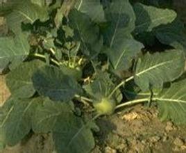 球莖甘藍 球莖甘藍