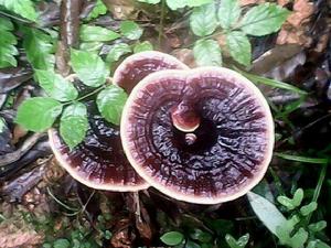 抱犢崮靈芝 抱犢崮靈芝