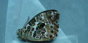 阿芒蔭眼蝶 阿芒蔭眼蝶