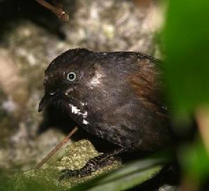 弄崗自然保護區