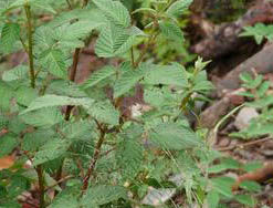 直立懸鉤子(原變種) 直立懸鉤子(原變種)