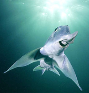 葉吻銀鮫 葉吻銀鮫