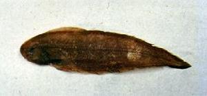 窄體舌鰨 窄體舌鰨