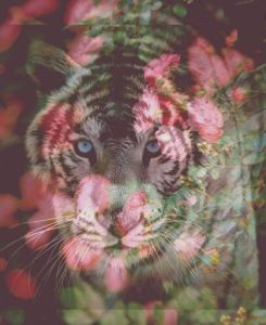 心有猛虎，細嗅薔薇[網路流行語]