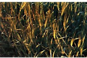 球莖大麥 球莖大麥