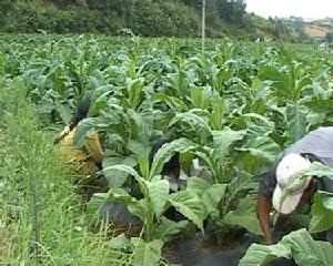 烤菸中耕管理--掃底腳葉