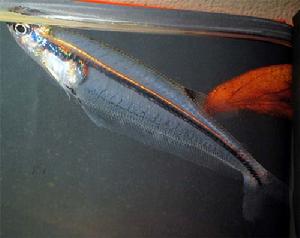 奇石脂鯉 奇石脂鯉