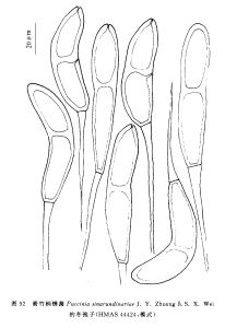 箭竹柄鏽菌 箭竹柄鏽菌