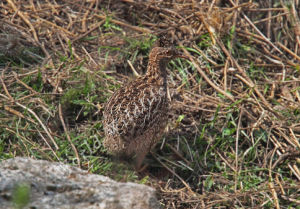 安第斯斑(共鳥)