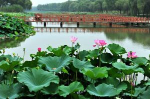 洪湖藍田生態旅遊風景區 洪湖藍田生態旅遊風景區