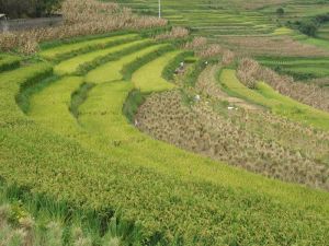 嘎辣子村 嘎辣子村