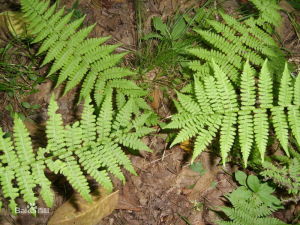 世緯貫眾 世緯貫眾