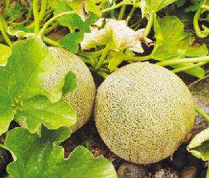 蘭州白蘭瓜 蘭州白蘭瓜