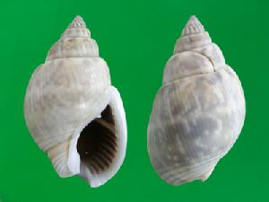 陰織紋螺 陰織紋螺