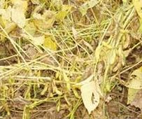 桂春6號 桂春6號