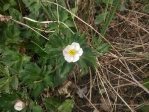 狹葉銀蓮花 狹葉銀蓮花