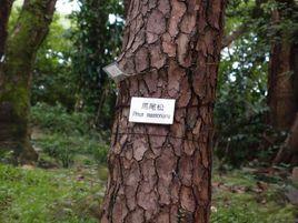 馬尾松無性系5157 馬尾松無性系5157