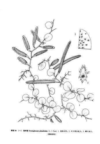 抱樹蓮[真蕨目水龍骨科植物]