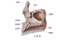 牙槽突
