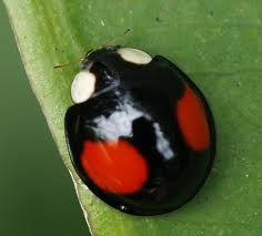 赤星瓢蟲 赤星瓢蟲