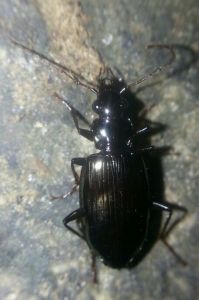 暗跗細脛步甲 暗跗細脛步甲