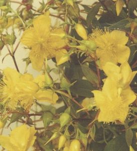 貴州金絲桃 貴州金絲桃