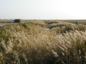 中捷友誼農場 中捷友誼農場