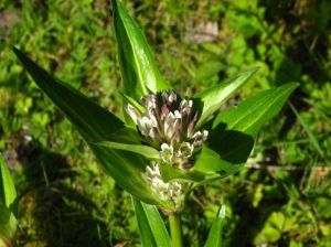 粗壯秦艽 粗壯秦艽