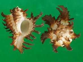 花藍骨螺 花藍骨螺