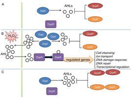 黴菌群體感應 黴菌群體感應