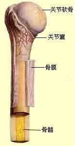 膝蓋骨膜炎