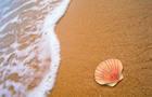 海灘貝殼