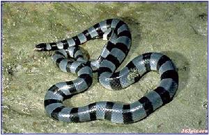 灰藍扁尾海蛇 灰藍扁尾海蛇