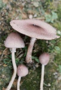 紫色蘑菇 紫色蘑菇