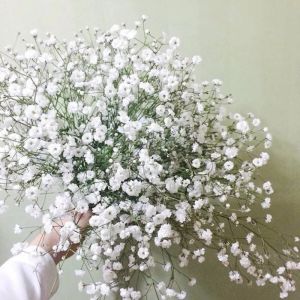 圓錐石頭花 圓錐石頭花