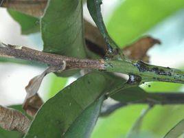 柑橘流膠病 柑橘流膠病