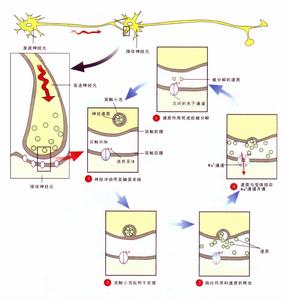 （圖）神經遞質