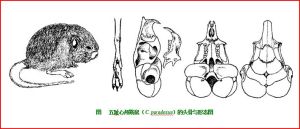 三趾心顱跳鼠 三趾心顱跳鼠