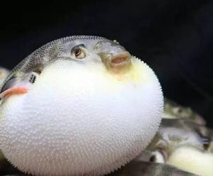 河豚魚