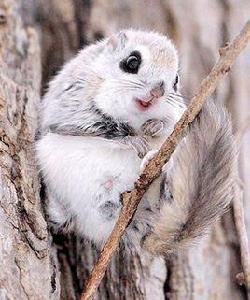 俄羅斯飛鼠 俄羅斯飛鼠