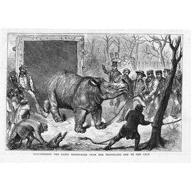 北部蘇門答臘犀牛 北部蘇門答臘犀牛