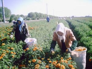 黃羊鎮發展節水高效農業成效喜人